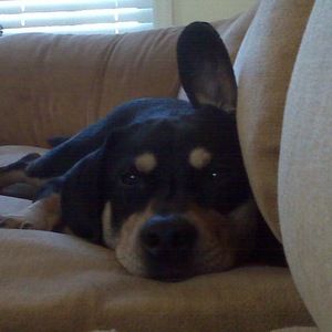 Meet your Posher, Ariel